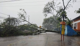 Temporal derruba árvores e alaga ruas em Dourados