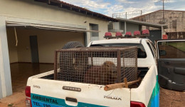 Capivara é capturada em motel 