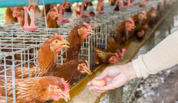 Nem as galinhas tem sossego, ladrão rouba granja 