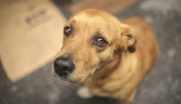 Quem cometer maus tratos contra animais terá que arcar com custos do tratamento