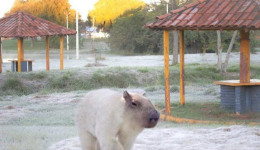 Mês de agosto terá mais 3 ondas de frio