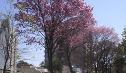 Semana será de tempo firme, seco e de grande amplitude térmica