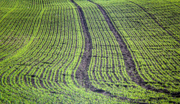 Plantio da soja chega a 86% no Brasil, aponta consultoria