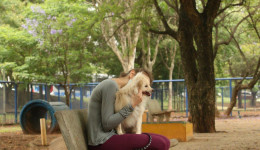 Entenda por que fogos de artifício assustam cachorros e gatos