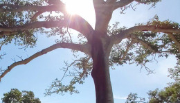 Domingo ensolarado e seco em Mato Grosso do Sul