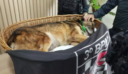 Morre o cão mais velho do canil da PM de Dourados