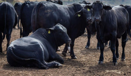 Rebanho bovino nacional teve aumento de 3,1% em 2021