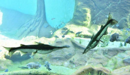Bioparque Pantanal alerta para a importância da Piracema
