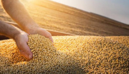 Soja: produção em Mato Grosso do Sul deve ter aumento de 49,4%