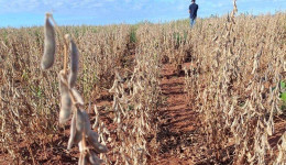Safra de soja em MS tem quebra de quase 22%