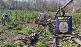Senad elimina lavoura de maconha na fronteira com Bela Vista