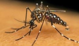 Mato Grosso do Sul confirma 16.131 casos de dengue em 2024