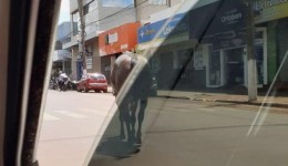 Motoristas flagram cavalo na Avenida Marcelino Pires, centro de Dourados