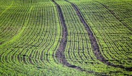 Plantio da soja chega a 86% no Brasil, aponta consultoria
