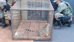 PMA captura jaguatirica acuada por cão em bairro de Dourados