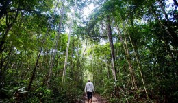 Ibama define combate ao desmatamento na Amazônia como prioridade