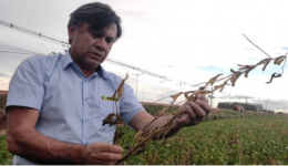 Seca histórica quebra 50% da safra de soja em Dourados; prejuízo de R$ 1,1 bi