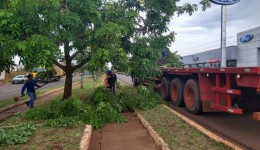Prefeitura assina contrato e garante reforço na retirada de árvores e galhos após temporais