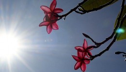 Dia das Mães será de sol em Mato Grosso do Sul