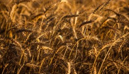 Milhões correm risco de desnutrição com alta do preço do trigo