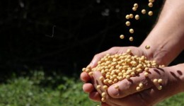 Agricultura representa 71% do VBP de MS, com destaque para soja e milho