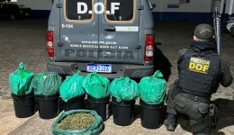 Droga avaliada em R$ 200 mil é apreendida pelo DOF em galões de massa plástica