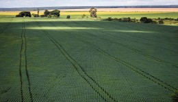 Produtores querem mostrar sustentabilidade da agropecuária na COP27