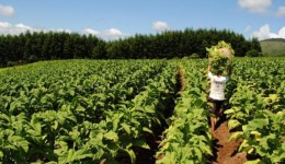 Área plantada com tabaco deve aumentar na próxima safra