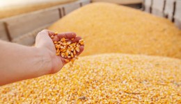 Clima segue determinante para mercado do milho nesta semana