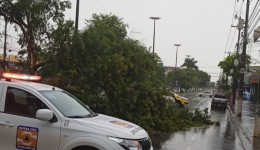 Queda de árvore provoca interdição na avenida Marcelino Pires