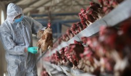 Gripe aviária pode impactar no mercado de grãos, alerta Aprosoja/MS