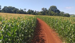 Lavouras de milho apresentam boas condições de desenvolvimento em MS