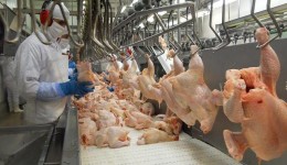 Japão suspende importação de carne de aves após registro de gripe aviária em MS