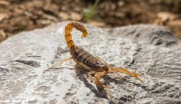 Temperaturas acima da média favorecem casos de acidentes com escorpiões em MS