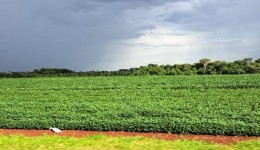 Prazo para cadastro de áreas de plantio de soja encerra em 31 de janeiro em MS