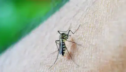 Brasil chega a 40 mortes por dengue, segundo o Ministério da Saúde